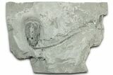 Fossil Crinoid (Abrotocrinus) - Indiana #326081-1